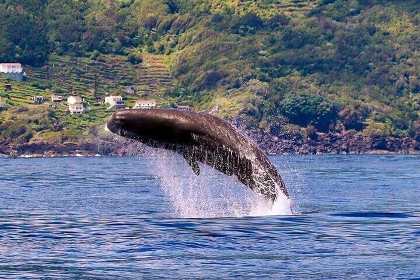 Sperm Whale breaching