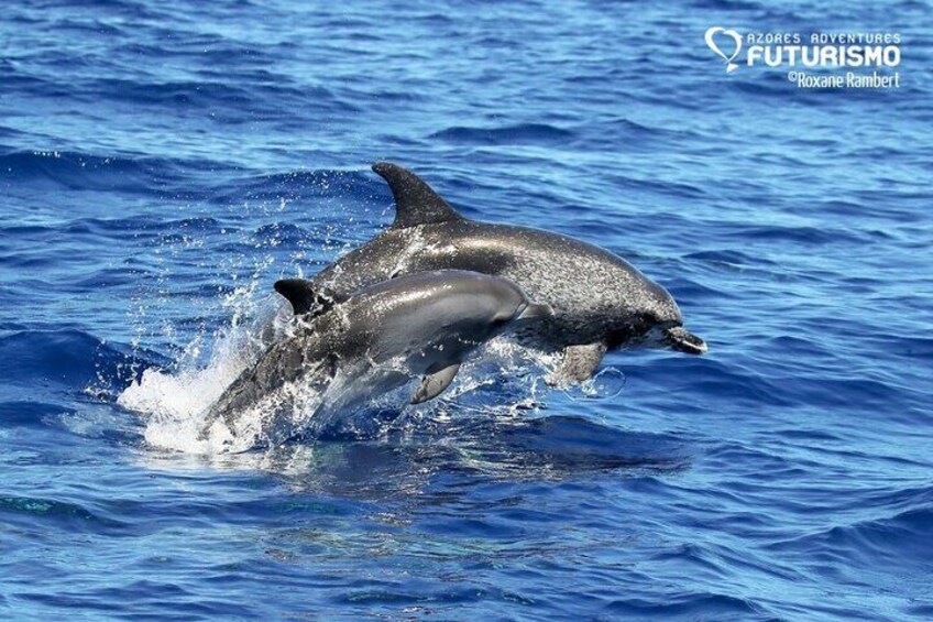 Atlantic Spotted Dolphins