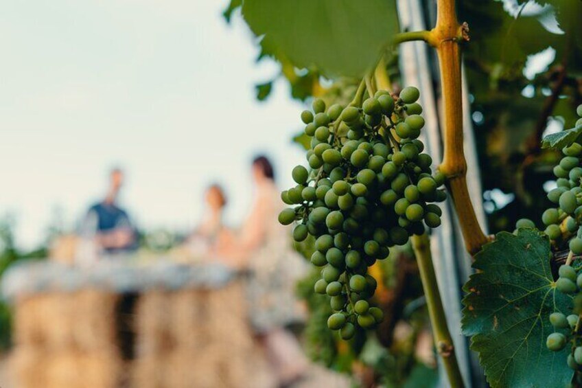 Morigine Wine Lovers-Aperitif in the Vineyard at Sunset