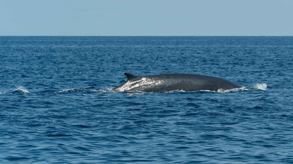 Picture 6 for Activity Varazze: Pelagos Sanctuary Wildlife Cruise with Guide