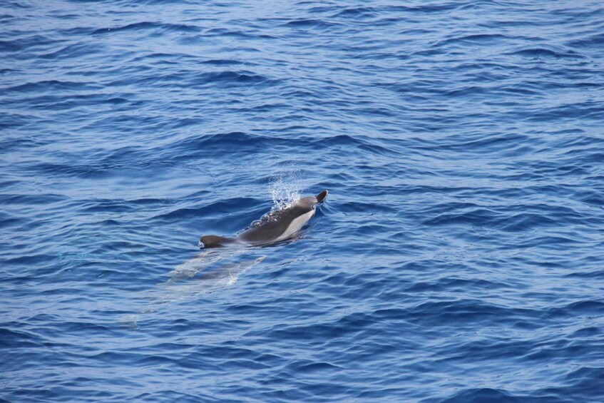 Picture 11 for Activity Varazze: Pelagos Sanctuary Wildlife Cruise with Guide