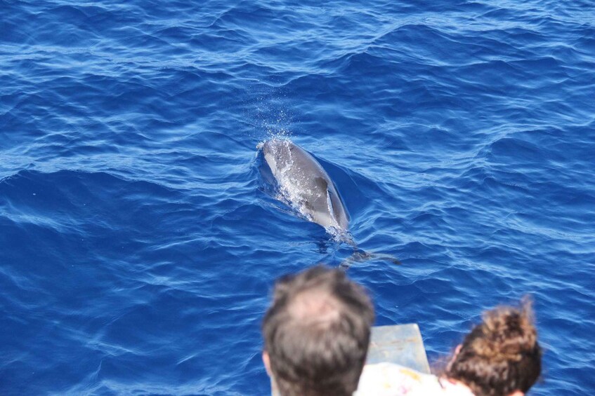 Varazze: Pelagos Sanctuary Wildlife Cruise with Guide