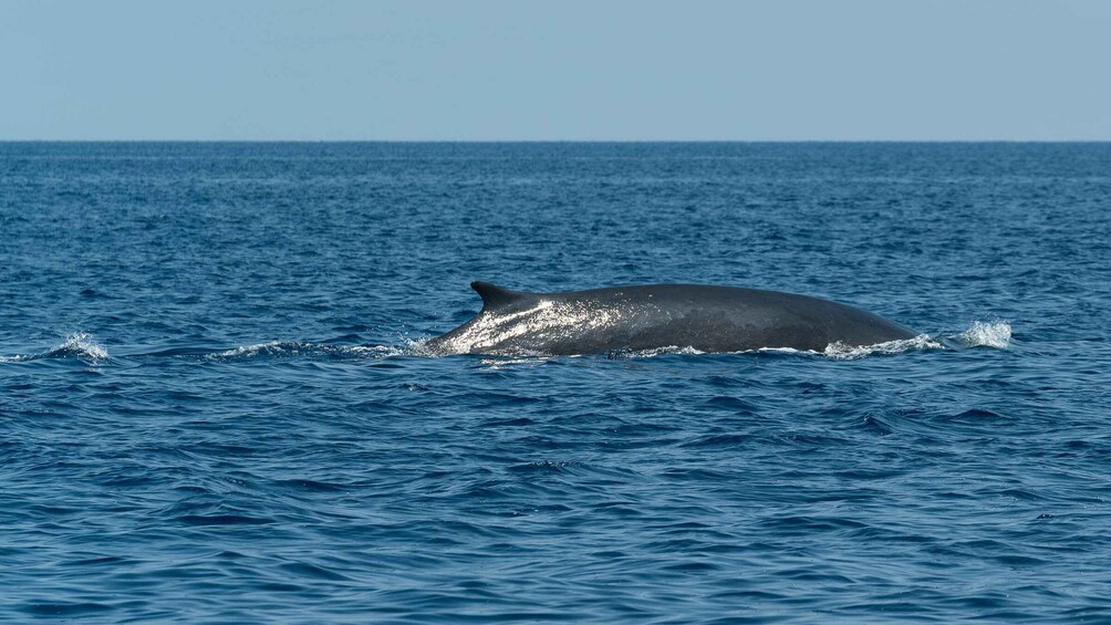 Picture 6 for Activity Varazze: Pelagos Sanctuary Wildlife Cruise with Guide