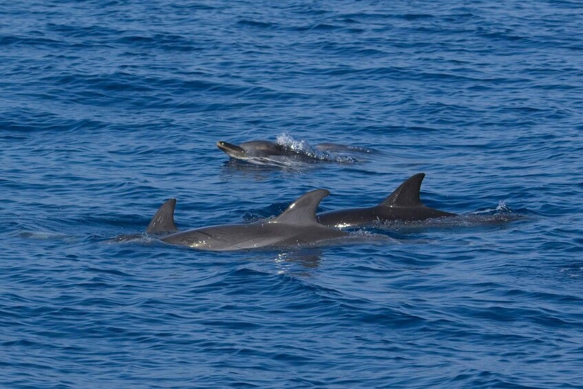 Picture 9 for Activity Varazze: Pelagos Sanctuary Wildlife Cruise with Guide