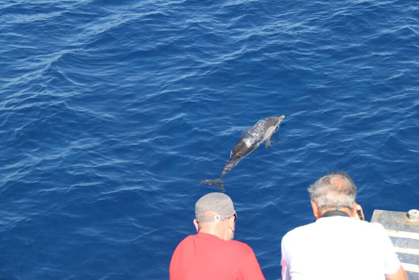 Picture 5 for Activity Varazze: Pelagos Sanctuary Wildlife Cruise with Guide