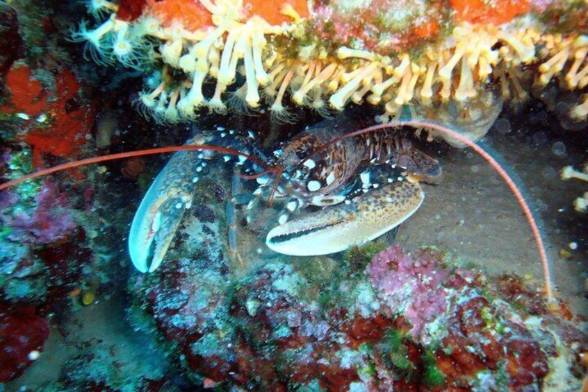 Lobster at the harbor wall of Tucepi