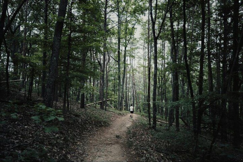 Native Chestnut Forest of Palaiochori