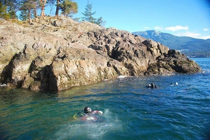 Vancouver: Boat Dive for Certified Diver, Tank & Weight Incl