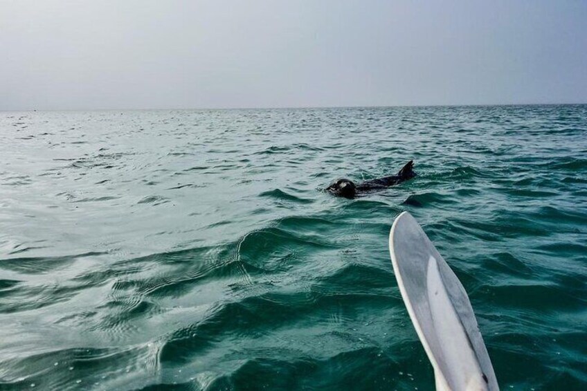 Pelican Point Kayaks Adventure