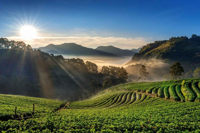 Picture 4 for Activity Chiang Mai: Full-Day Private Car Charter to Doi Ang Khang