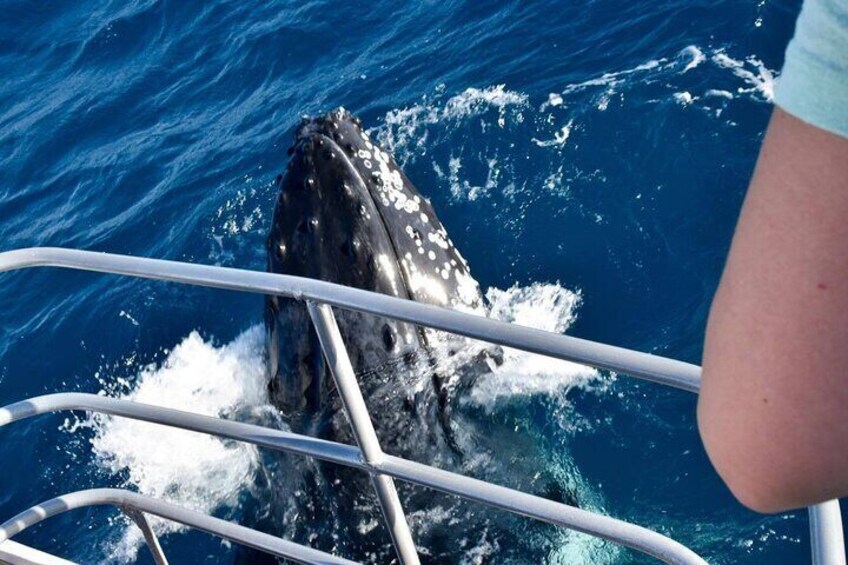 Humpback Whale nose next to vessel