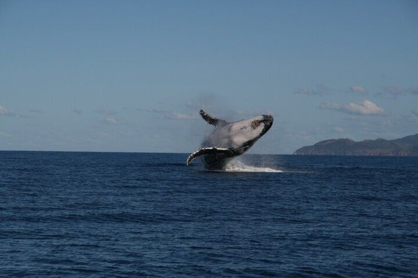 Humpback Whale breaching off Townsville Coast