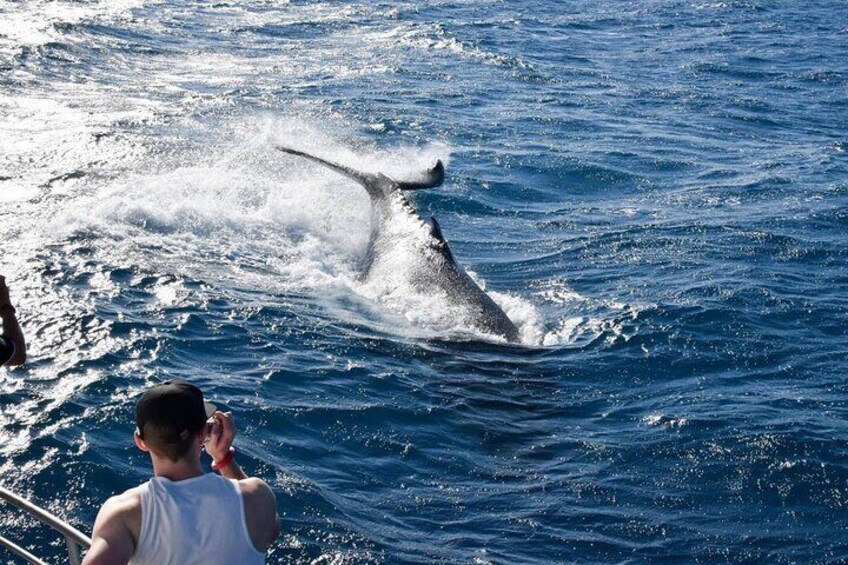 customer taking photo of Humpback Whale tale slap