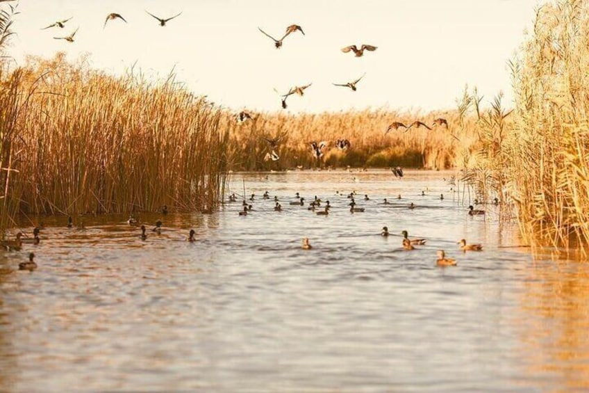 Albufera Natural Park with a Boat Tour from Valencia