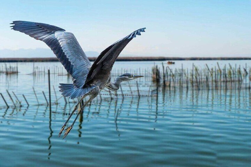 Albufera Natural Park with a Boat Tour from Valencia