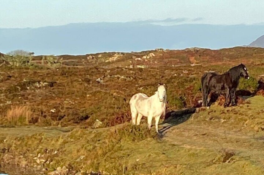 Connemara Ponies