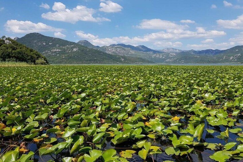 Lotus carpet