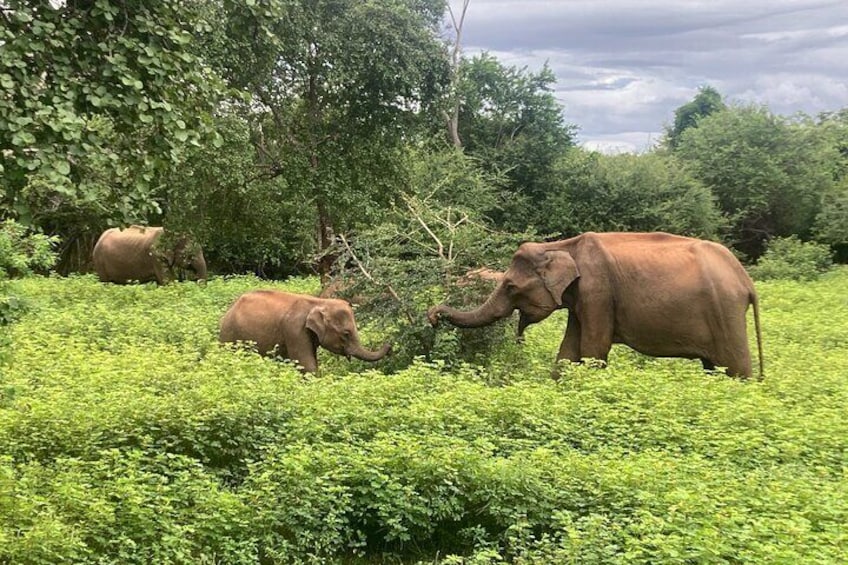 Yala national park (wild elephants)