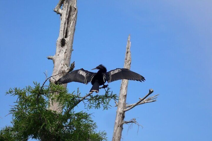 Resident Anhinga that calls the Dora Canal home