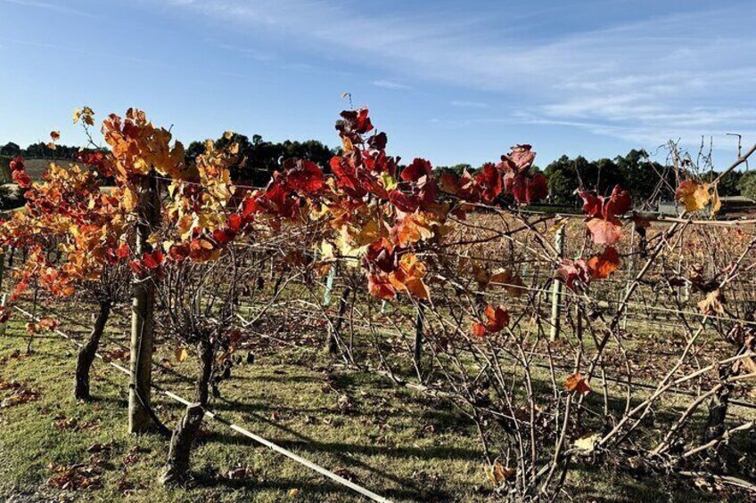 Scenic views of vineyards