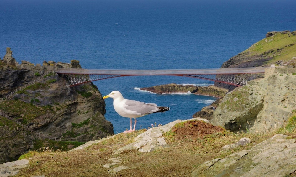 Picture 5 for Activity Cornwall: Tintagel Castle Entry Ticket