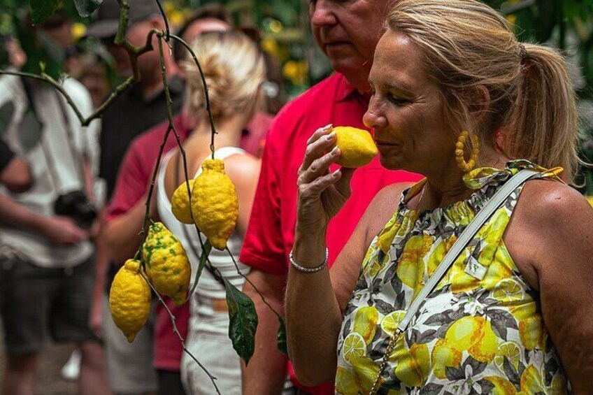 Sorrento Lemons Grove and Farm Tour Tasting with Pizza Class