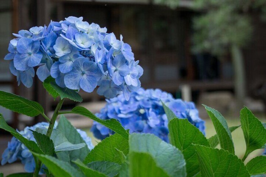 1-Day Tour: Garden Walk, Nagoya Castle, Gardens & Historic Estate