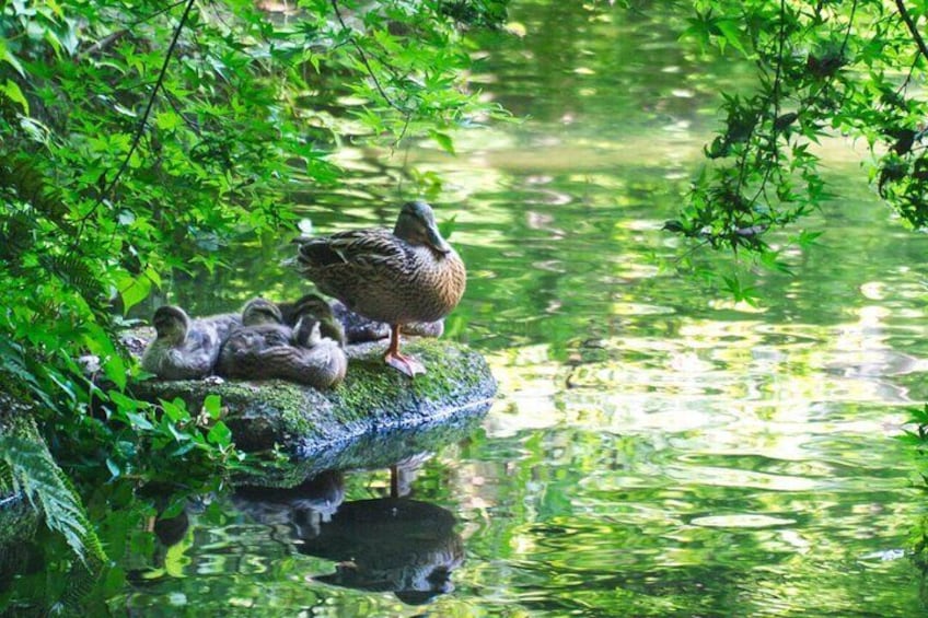 Guided Garden Walk: Nagoya Castle, Gardens & Historic Estate