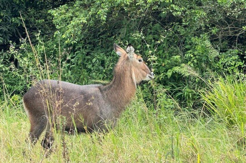 2 Days Safari Akagera National Park 