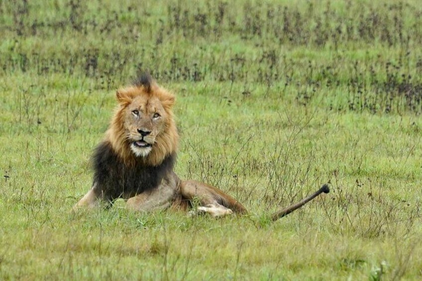 2 Days Safari Akagera National Park 