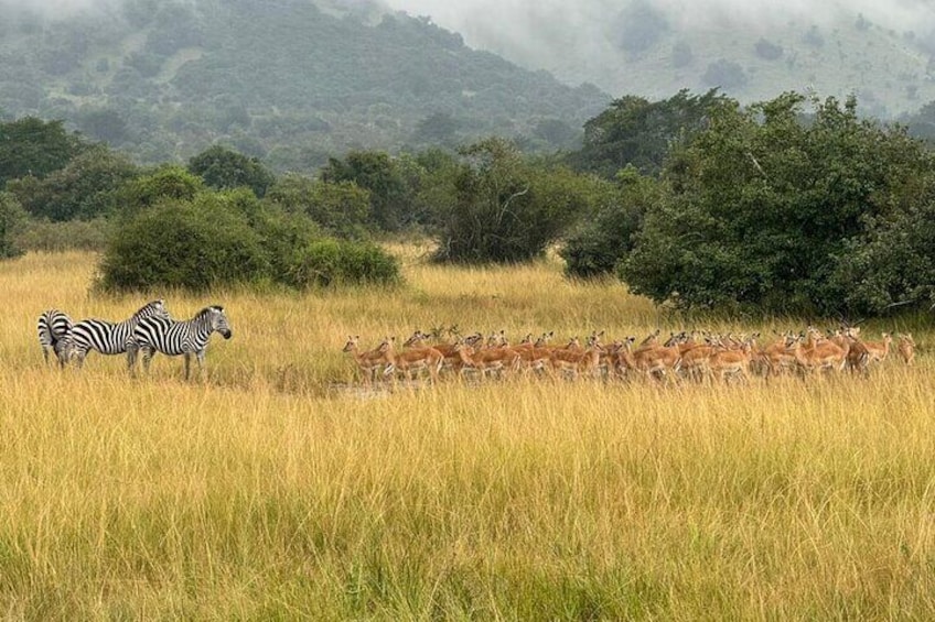 2 Days Safari Akagera National Park 