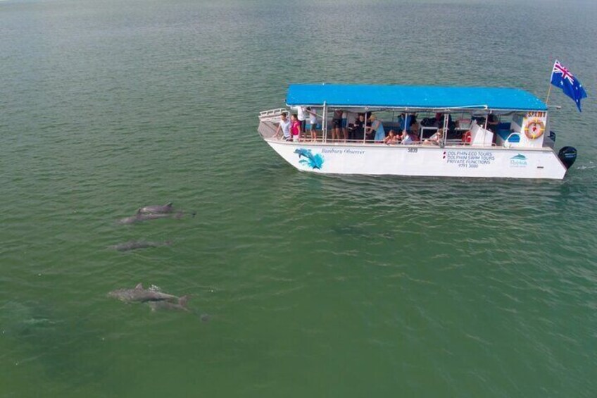 Spectacular wild dolphins on our 90 min Eco Cruise