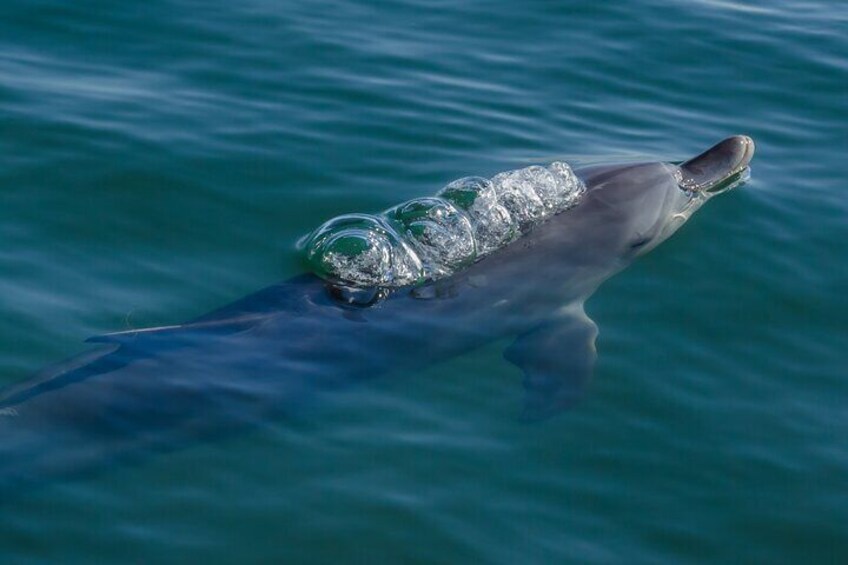 Observe fascinating wild dolphin behaviour