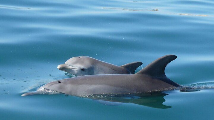 Wild Bottlenose Dolphins - Mother and Calf