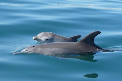 Guided Dolphin Eco-Cruise in Koombana Bay