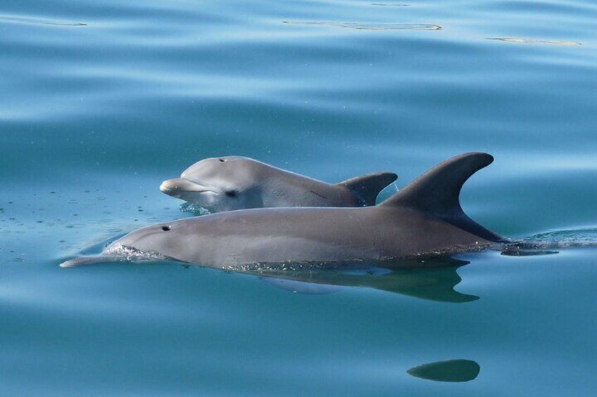 Wild Bottlenose Dolphins - Mother and Calf