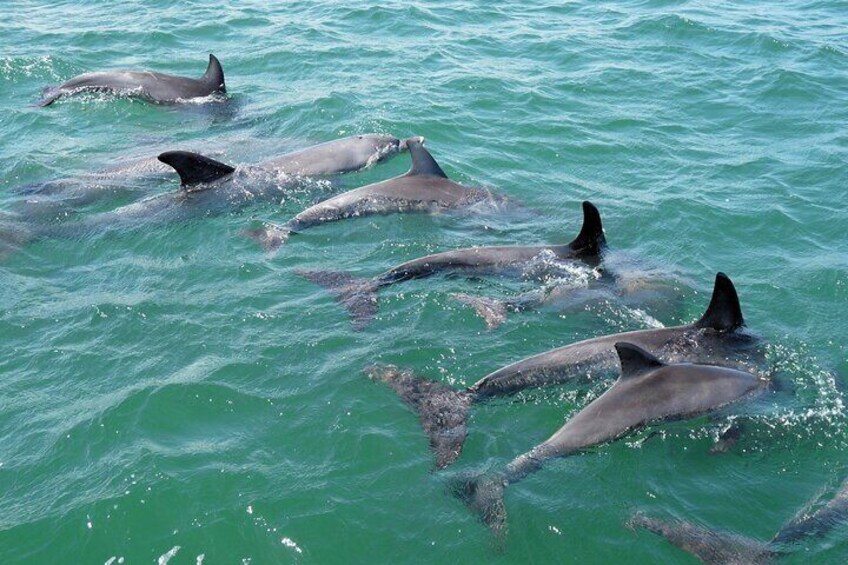 Pod of dolphins right next to the boat