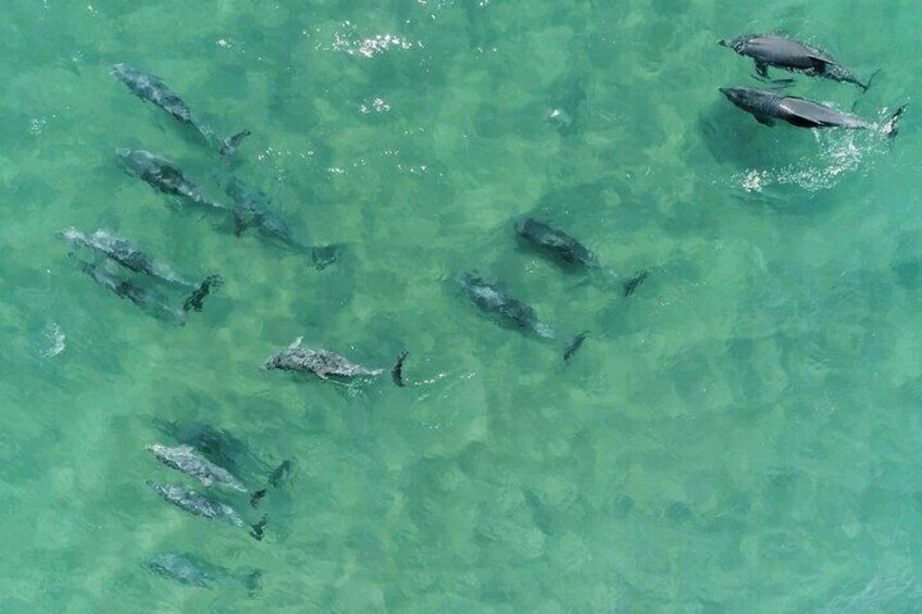 Pod of dolphins travelling