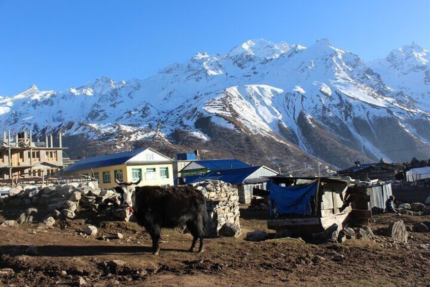 langtang