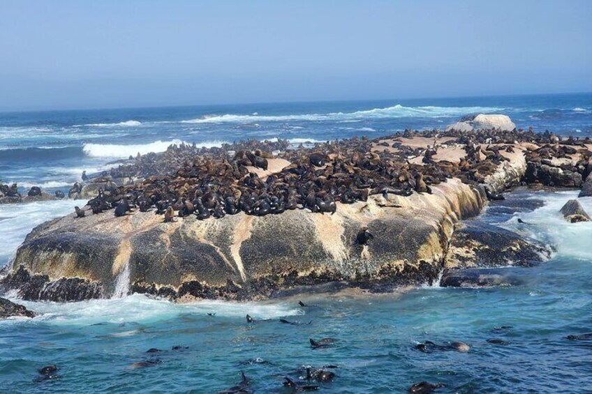 seals island at hout bay.