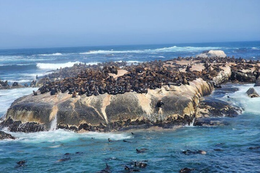 seals island at hout bay.