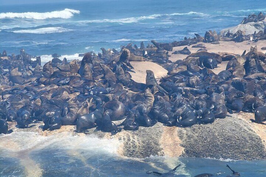 4 Days Private Cape Town Exploration and Surroundings
