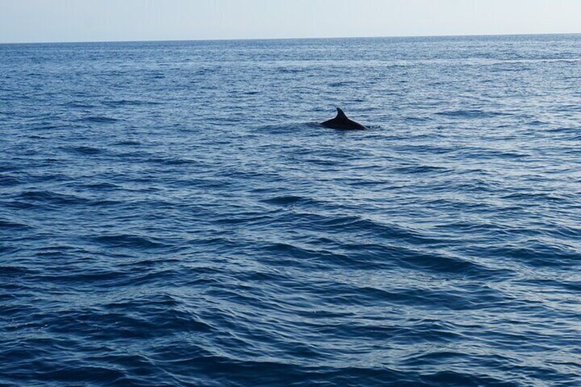 Dolphin Watching around Poreč Riviera with Boat Trip