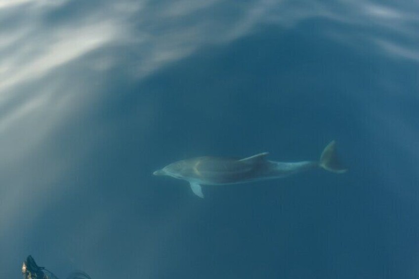 Dolphin Watching around Poreč Riviera with Boat Trip