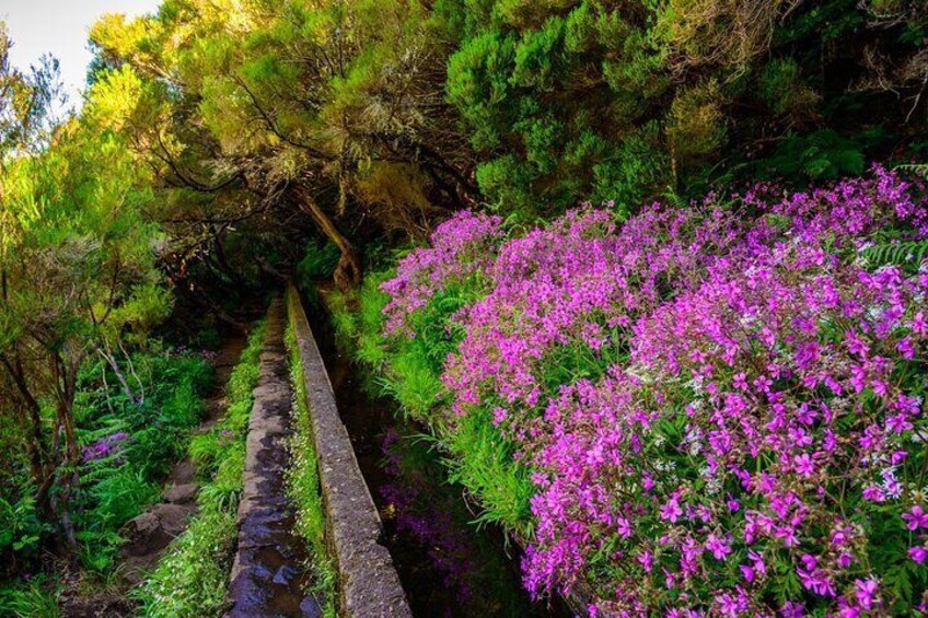 Rabaçal 25 Fontes Madeira Island Walk