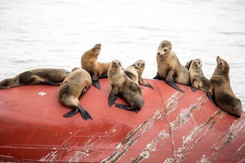 Educational Eco Boat Tour from Long Beach