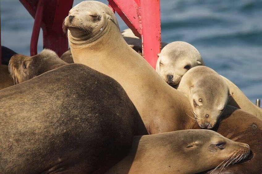 Educational Eco Boat Tour from Long Beach