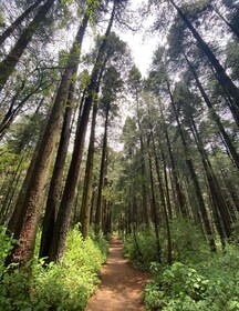 Mexico City: Hike in the Lion Desert - Oak Forest Route