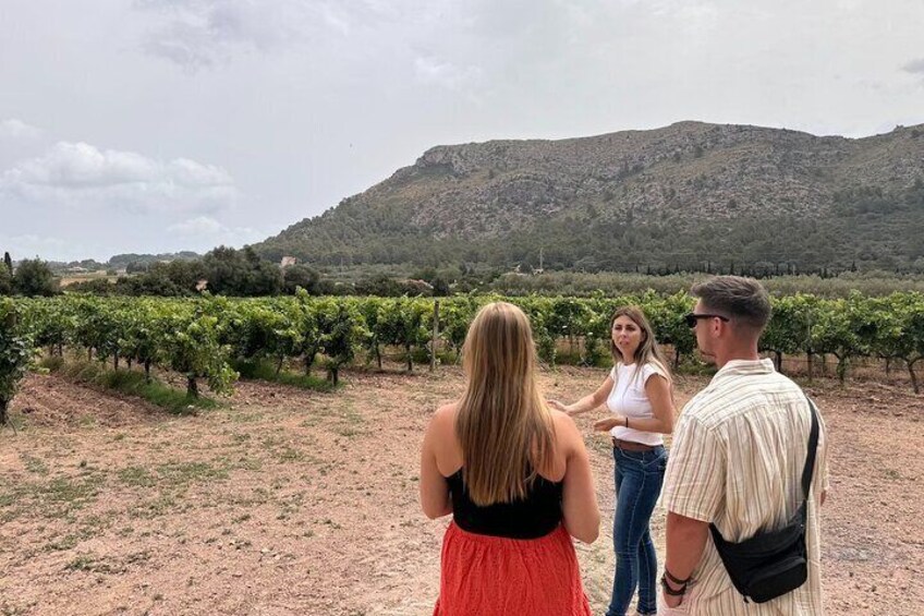 Alcudia Vineyard Tour and Exclusive Wine Tasting Experience