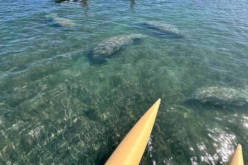 With a bit of luck, you might spot manatees and other fascinating marine species!